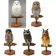 全5種セット 「カプセルQミュージアム フクロウ大全III」