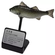 スズキ 「原色海水魚図鑑 2018改訂版」