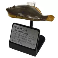 Marbled sole "Primary color marine water fish guide 2018 revised edition"