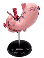 Stomach Model (2 Divisions) "Primary Color Guide Series 17 Primary Color Human Anatomy Guide II Complete Edition"