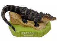 ヨウスコウワニ 「天王寺動物園公式カプセルフィギュア TENNOJI Capsule ZOO」