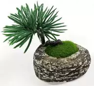 Pine Tree 2 + Moss + Pot 2 "Round Collection Bonsai - Bonsai -02"
