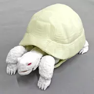 古希腊陆龟(白化症)《生物大图鉴龟》