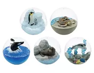 Set of 5 Species 「 Caprium Collection, Marine Organism 」