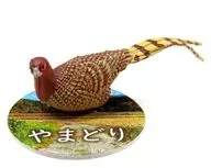 Yamadori "Nature Technicolor MICRO Satoyama no Ikimono"