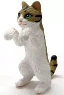 Mackerel tiger "Yurin Nyanko"