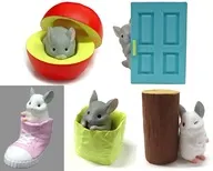 5-Variety Set "Chinchilla Thylakism"