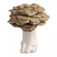 Maitake' Machiboke Kinoko no Koto'