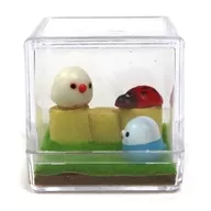 Olá, Sr. Joaninhas. "Mini Terrarium de Kotoristai".