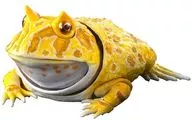 (白化癥黃)"生物大圖鑒高級樹蟾"