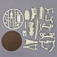 Ivory "Natural History Modeling Club ・ San 1/35 Machi, Kanewani Skeleton Box Toy Version"