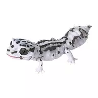 Leopard Gekko Snow Bold Stripe "Ikimono Daizukan Lepti BEST Leopard and Cress"