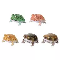 Conjunto de 5 variedades : "Leptocephala leptocephala" y "Breviceps adspersus americano"