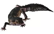 Leopard Gekko(黑夜)「生物大圖鑒Advance Leopard Gekko」
