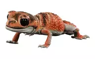鲜虾(红色)"生物大图鉴Advance鲜虾>