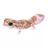 希娅フリカトカゲモドキ(White Out角色Mel)[生物大图鉴REPUTY AOJI TA蜥蜴和希娅フリカトカゲモドキ]