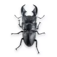 Sumatra Ohhirata (Gokuta) "Animaria Collection 1/1 Ohata Dorcus titanus"
