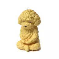 Toy Poodle' Zazen (the second part)'