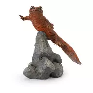 红蛤蟆(红色个体)[生物大图鉴小型收藏两栖类02]