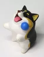 "Animal Attraction Koginpo" de Corgi (lengua negra) que no es bueno atrapando juguetes