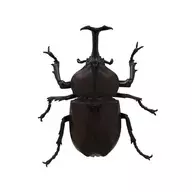 Escarabajo japonés "NATURE OF JAPAN 2"