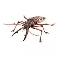 オオキバウスバカミキリ(DARK)"生物大图鉴高级オオキバウスバカミキリ和斑猫>