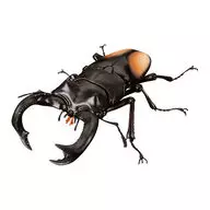 パリーフタマタクワガタ 「いきもの大図鑑アドバンス クワガタ02」