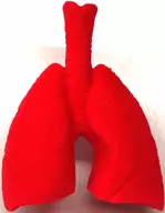 肺(赤) 「水に入れると大きくふくらむ ぷるぷる人体模型フィギュアマスコット」