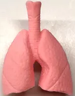 肺(桃) 「水に入れると大きくふくらむ ぷるぷる人体模型フィギュアマスコット」