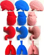 全12種セット 「水に入れると大きくふくらむ ぷるぷる人体模型フィギュアマスコット」