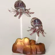 子蛸(泳) 「蛸、烏賊」