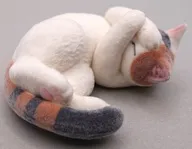 両手隠し 三毛猫 「まぶしいにゃん2」