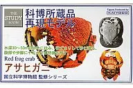 GK001 cangrejo rana "National Museum of Science, Supervision Series, Reproduction Model of Exhibition Collection"