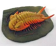GK006 Trilobite (セロウリネラ) "Series Supervised by National Museum of Nature and Science, Reproduction Model of Exhibition Collection"