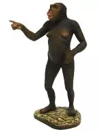 GK011 : Afarensis Saruman "Lucy", "National Museum of Science and Science Series, Collection of Exhibition Collection"