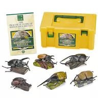 RHINOCEROS BEETLES - LARINA CERAS BEET BOX - BEETLES (6 body set) "Tropical Rain Forest"