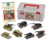 STAG BEETLES - Stagg Beet Box - Lucanidae (7-Body Set) "Tropical Rain Forest"