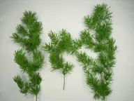 模型 雑草の茂みセット 天然素材 [MS-019]