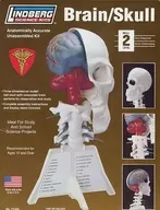 BRAIN/SKULL -人体模型 脳＆左頭蓋骨- [71306]