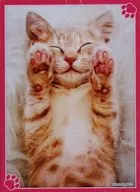 にっこり キャラクタースリーブEX 「ブロッコリートレカアイテムくじEX『猫これくしょん』」 E-1賞