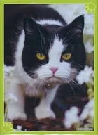 ぶち猫がゆく キャラクタースリーブEX 「ブロッコリートレカアイテムくじEX『猫これくしょん』」 E-2賞