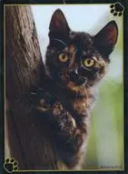 サビ猫は見た! キャラクタースリーブEX 「ブロッコリートレカアイテムくじEX『猫これくしょん』」 E-3賞