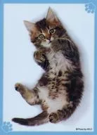 おなかは触るニャよ? キャラクタースリーブEX 「ブロッコリートレカアイテムくじEX『猫これくしょん』」 E-4賞