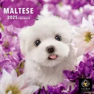 PICTWAN Maltese (S Edition) 2025 calendar