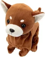 Chihuahua Premium Chihuahua