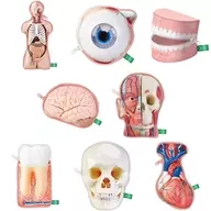 8-type set "Science Technicolor Human Anatomy Model Pouch"