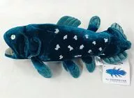 Coelacanths エンデンジャード Species - Real Series - Animals Plush toy (M)