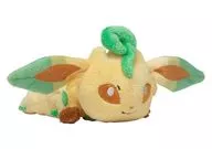 Only limited to "Pocket Monsters" Pokemon Center on the Raffia Kuttari Plush toy.