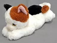 Mie Peluche (M) "Hizagato"