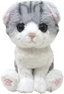 Scottish Fold (GY) Plush toy "kitten - kitten -"